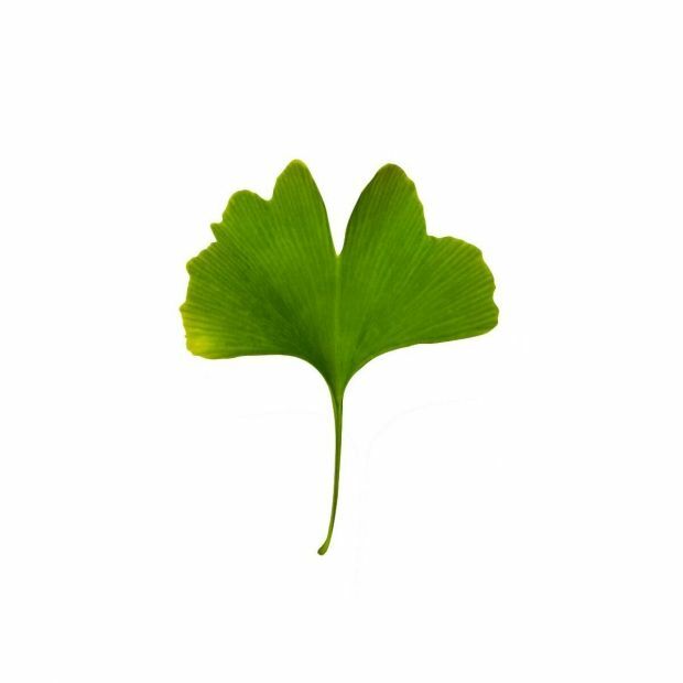 Ginkgo