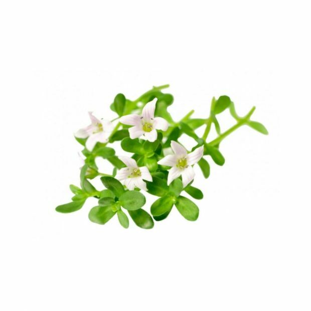 Kleinbladige bacopa